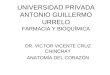 UNIVERSIDAD PRIVADA ANTONIO GUILLERMO URRELO FARMACIA Y BIOQUÍMICA DR. VICTOR VICENTE CRUZ CHINCHAY ANATOMÍA DEL CORAZÓN