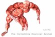 The Incredible Muscular System