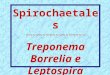 Spirochaetales ~~~~~~~~~~~~~~~~~~ Treponema Borrelia e Leptospira
