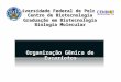 Universidade Federal de Pelotas Centro de Biotecnologia Graduação em Biotecnologia Biologia Molecular Organização Gênica de Eucariotos