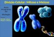 Aula Programada Biologia Tema: Divis£o celuar: Mitose e Meiose Divis£o Celular: Mitose e Meiose