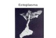 Ectoplasma. Biologia X Parapsicologia Devemos fazer diferen§a ente o termo ectoplasma empregado em biologia â€“ para designar a regi£o mais eterna do protoplasma