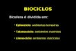 BIOCICLOS Biosfera é dividida em: Epinociclo : ambientes terrestres Talassociclo : ambientes marinhos Limnociclo: ambientes dulcícolas