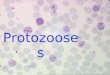 Protozooses. Filo Protozoa Cerca de 6000 espécies conhecidas - ~10000 são parasitas. Eucariotos unicelulares Apresentam variadas formas, processo de alimentação,