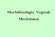 Morfofisiologia Vegetal: Meristemas. Principais tecidos de um vegetal Epiderme: partes jovens (raiz, caule e folhas) Súber: partes idosas (troncos) Esclerênquima: