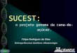 SUCEST SUCEST: Felipe Rodrigues da Silva Embrapa Recursos Genéticos e Biotecnologia o projeto genoma da cana-de-açúcar