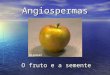 Angiospermas O fruto e a semente. O fruto O termo fruto aplica-se a todos os órgãos vegetais que se originam do desenvolvimento do ovário. O termo fruto