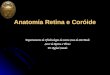 Anatomia Retina e Coróide Departamento de Oftalmologia da Santa Casa de São Paulo Setor de Retina e Vítreo Dr. Rafael Caiado