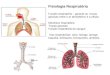 Fisiologia Respiratória Função respiratória – garante as trocas gasosas entre o ar atmosférico e a célula. Mecânica respiratória Trocas gasosas Função