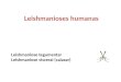Leishmanioses humanas Leishmaniose tegumentar Leishmaniose visceral (calazar)