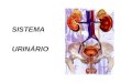 SISTEMA URINÁRIO. SISTEMA URINÁRIO É formado pelos rins, que são 2 glândulas, as quais realizam a filtragem do sangue, recolhendo dele os detritos vindos