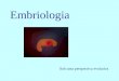 Embriologia Sob uma perspectiva evolutiva. Multicelularidade Resultado de uma cooperação entre células Resultado da presença de mecanismos de adesão intercelular