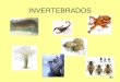 INVERTEBRADOS. São animais sem coluna vertebral. Os mais numerosos são: - artrópodos: insetos, aranhas, escorpiões e crustáceos; - moluscos: como caracóis,