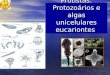 Protistas: Protozoários e algas unicelulares eucariontes