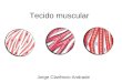 Jorge Clarêncio Andrade Tecido muscular. Características gerais Junqueira & Carneiro, 2005