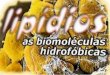 Lipídeos são substâncias hidrofóbicas. São encontrados em todos os tecidos, mas principalmente nas membranas celulares e nas células de gordura. Os principais