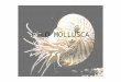 FILO MOLLUSCA. Filo Mollusca – Características gerais: Mollusca – lat. Mollis – corpo mole; 2º maior grupo de animais com celoma verdadeiro – celomados