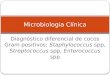 Diagnóstico diferencial de cocos Gram positivos: Staphylococcus spp, Streptococcus spp, Enterococcus spp Microbiologia Clínica