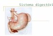 Sistema digestório. O sistema digestório humano é formado por um longo tubo musculoso, ao qual estão associados órgãos e glândulas que participam da digestão