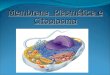 Membrana Plasmática e Citoplasma. Diferenças Entre Célula Procariota e Eucariota AnimalVegetal Bactéria * Eucariota * Procariota