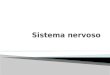 DivisãoPartes Funções Gerais Sistema Nervoso Central (SNC) Sistema Nervoso Periférico (SNP) Encéfalo e Medula Espinhal Nervos e gânglios Processamento
