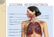 SISTEMA RESPIRATÓRIO. O sistema respiratório humano é constituído por um par de pulmões e por vários órgãos que conduzem o ar para dentro e para fora