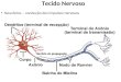 Tecido Nervoso Neurônios - condução dos impulsos nervosos
