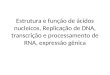 Estrutura e função de ácidos nucleicos, Replicação de DNA, transcrição e processamento de RNA, expressão gênica