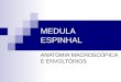 MEDULA ESPINHAL ANATOMIA MACROSC“PICA E ENVOLT“RIOS