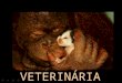VETERINÁRIA O médico veterinário dá assistência clínica e cirúrgica a animais domésticos e silvestres, além de cuidar da saúde, da alimentação e da reprodução