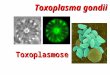 Toxoplasma gondii Toxoplasmose. 1.Descrito na França, em 1908, por Nicolle & Manceaux, em um roedor africano: Ctenodactylus gondi 2.Na mesma época, em