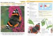 Wildlife Fact File - Insects & Spiders - Pgs. 31-40