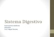 Sistema Digestivo Buenaventura Quiñones BIOLOGIA Prof. Miguel Morales