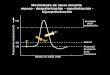 Na + K+K+ K+K+ Movimiento de iones durante reposo - despolarización – repolarización - hiperpolarización