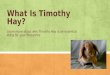 What Is Timothy Hay?