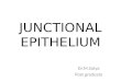 Junctional epithelium