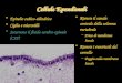 Cellule Ependimali Epitelio cubico-cilindrico Ciglia e microvilli Secernono il fluido cerebro-spinale (CSF)Secernono il fluido cerebro-spinale (CSF) Riveste