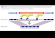 Lordine degli esoni è lo stesso nel genoma e negli mRNA Gli introni dei geni nucleari hanno codoni di terminazione in tutti gli schemi di lettura