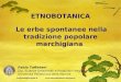 ETNOBOTANICA Le erbe spontanee nella tradizione popolare marchigiana Fabio Taffetani Dip. Scienze Ambientali e Produzioni Vegetali Università Politecnica