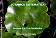 Lezione 8 II – Le Pteridofite BOTANICA SISTEMATICA Alessandro Petraglia Trichomanes reniforme G. Forst