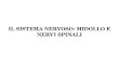 IL SISTEMA NERVOSO: MIDOLLO E NERVI SPINALI. Compartimento Sensitivo Sensibilità Viscerale Midollo Spinale Encefalo Compartimento Motorio Sistema Nervoso