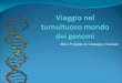 Alice Fulgido & Giuseppe Cazzato. Concetti base Mutazioni e riarrangiamenti Processi di riparazione del DNA Metodi di studio dei cariotipi Allineamenti