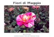 Fiori di Maggio Rosa screziata Giardino botanico Parco del Valentino Torino