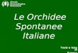 Le Orchidee Spontanee Italiane Circolo Entomologico Bresciano Testi e foto di Franco Casini