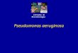 Pseudomonas aeruginosa Cattedra di Microbiologia