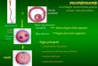FECONDAZIONE Lo sviluppo umano inizia quando un ovocito viene fecondato Spermatozoo + Ovocito secondario Pronucleo femminile Pronucleo maschile Spermatozoo