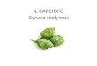 IL CARCIOFO Cynara scolymus. DESCRIZIONE Il carciofo è una pianta erbacea perenne che si presenta come un’ ampia rosetta di grandi foglie di colore grigio-