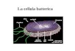 La cellula batterica. Bacillo Superficie di membrana disponibile inversamente proporzionale alla grandezza cellulare. Crescita rapida Aploidi Mutanti