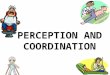 Perception And Coordination Revised