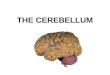 The cerebellum demo